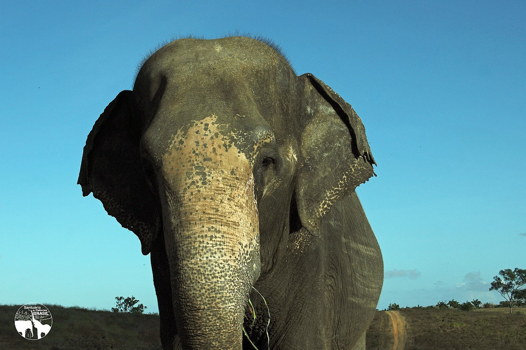 Rana será a terceira resgatada do Santuário de Elefantes em MT